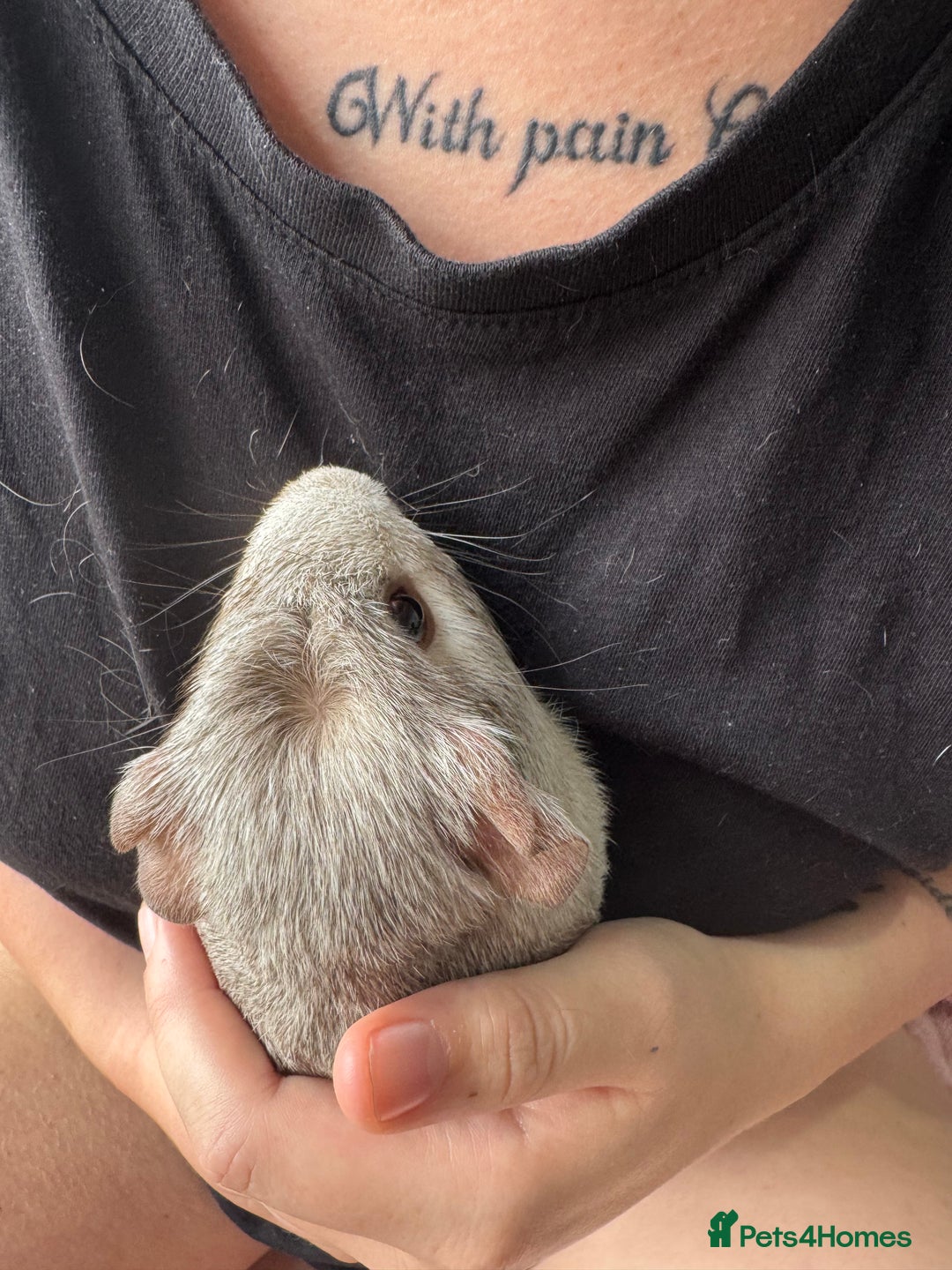 Guinea Pig rodents for sale: 2 male piggy’s in need of a loving home.  - Image 4