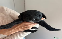 Labradoodle dogs for sale: Miniature Labradoodle Pups - Image 11