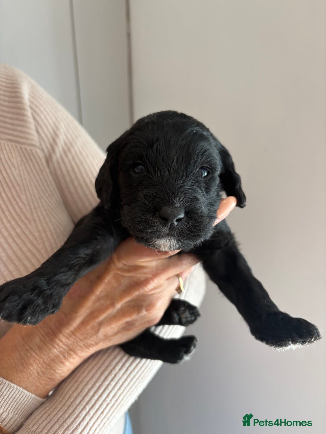 Labradoodle dogs for sale: Miniature Labradoodle Pups - Image 11