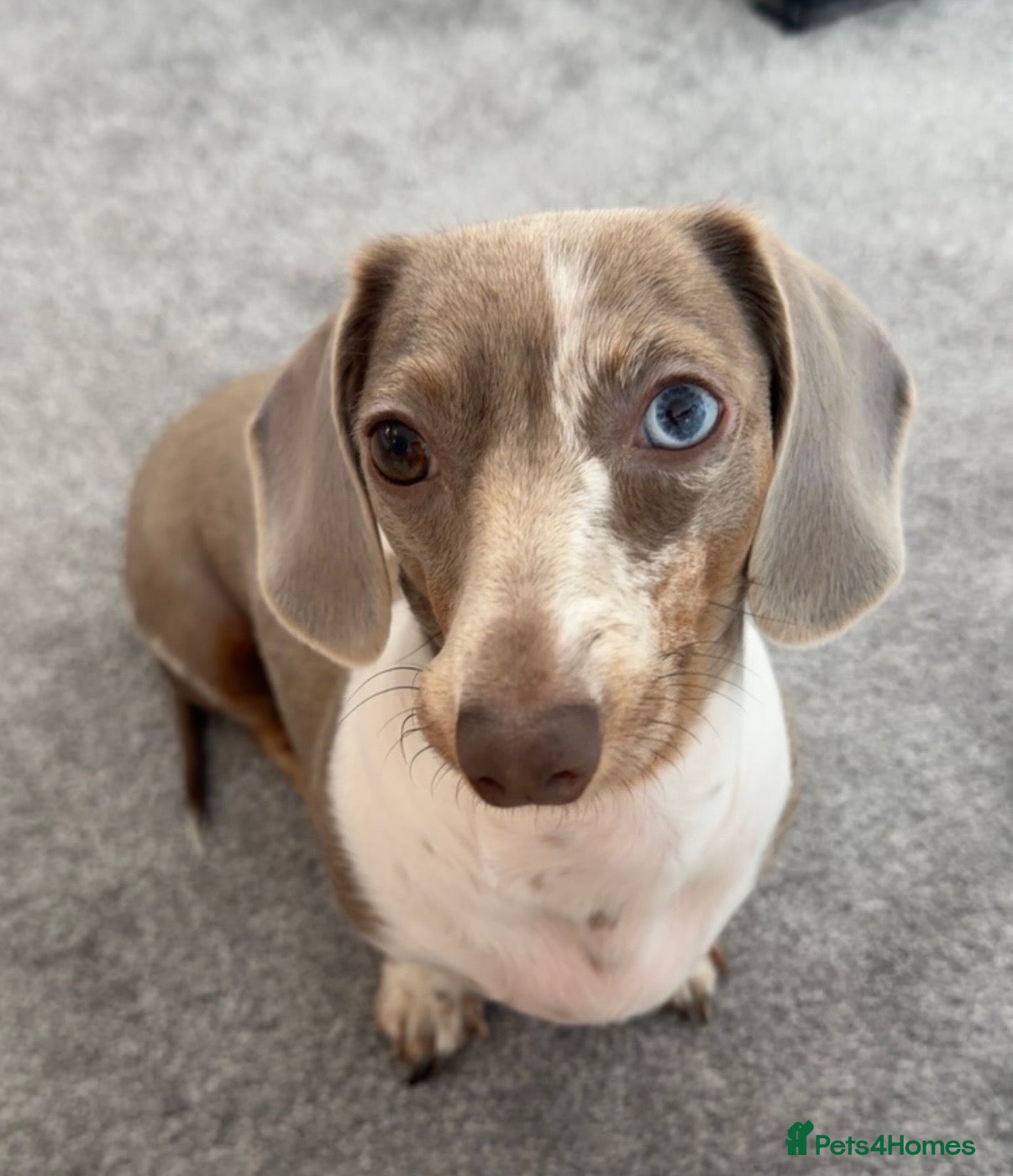 Dachshund dogs Dachshund for sale  - Advert 11