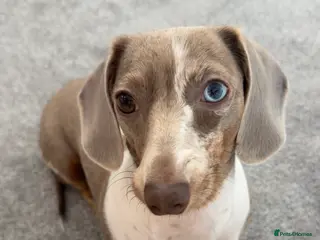 Dachshund dogs Dachshund for sale - Advert 11