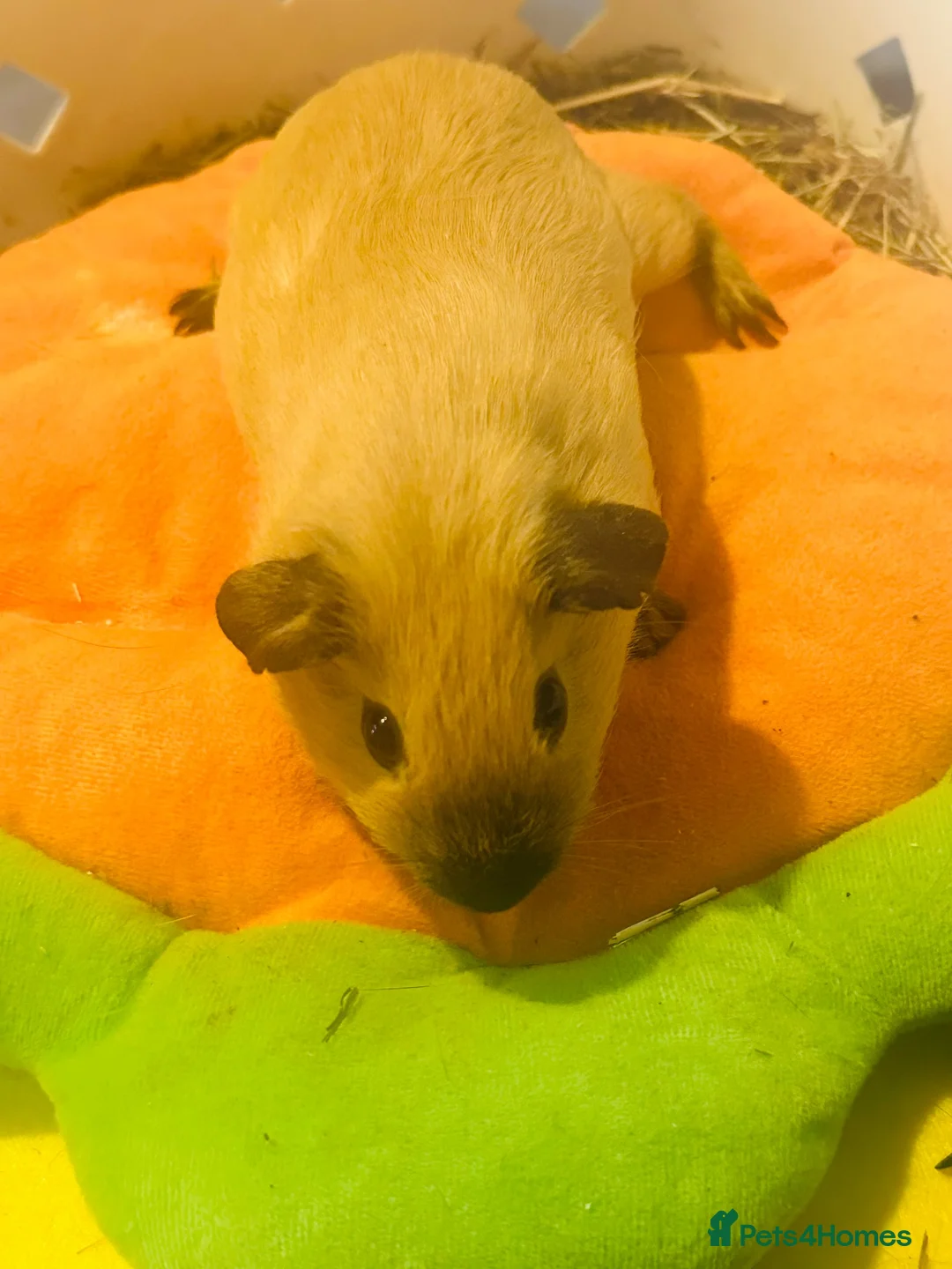 Guinea Pig rodents for sale: Piggies  in Chesterfield - Advert 1