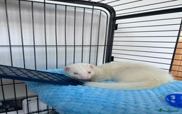 Ferret rodents for sale: Albino ferret kits  - Image 12