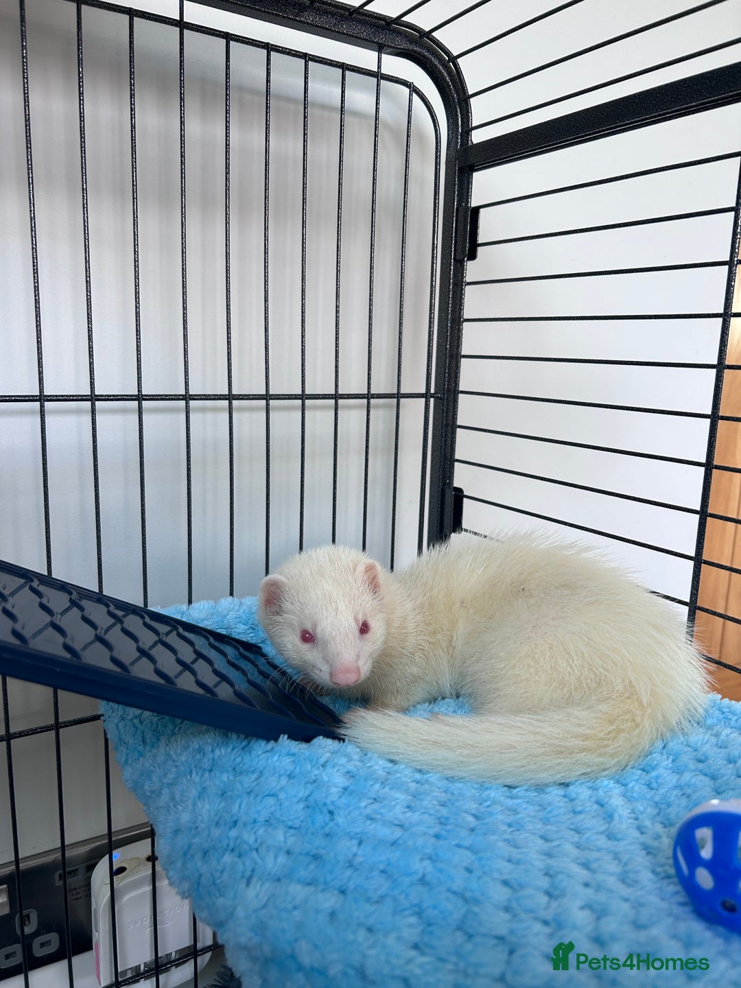 Ferret rodents for sale: Albino ferret kits  - Image 12