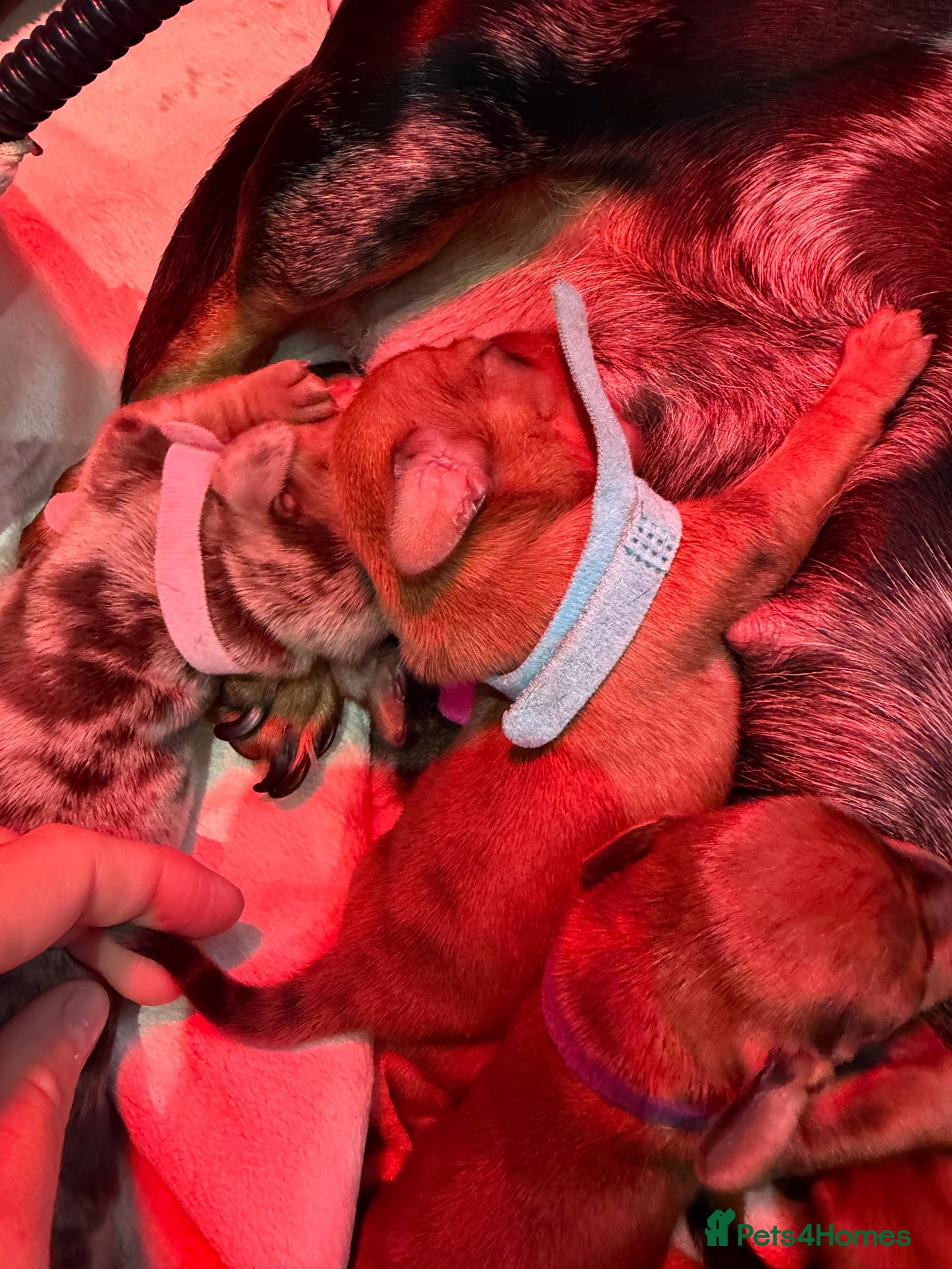 Dachshund dogs dachshund puppies For sale  - Advert 2