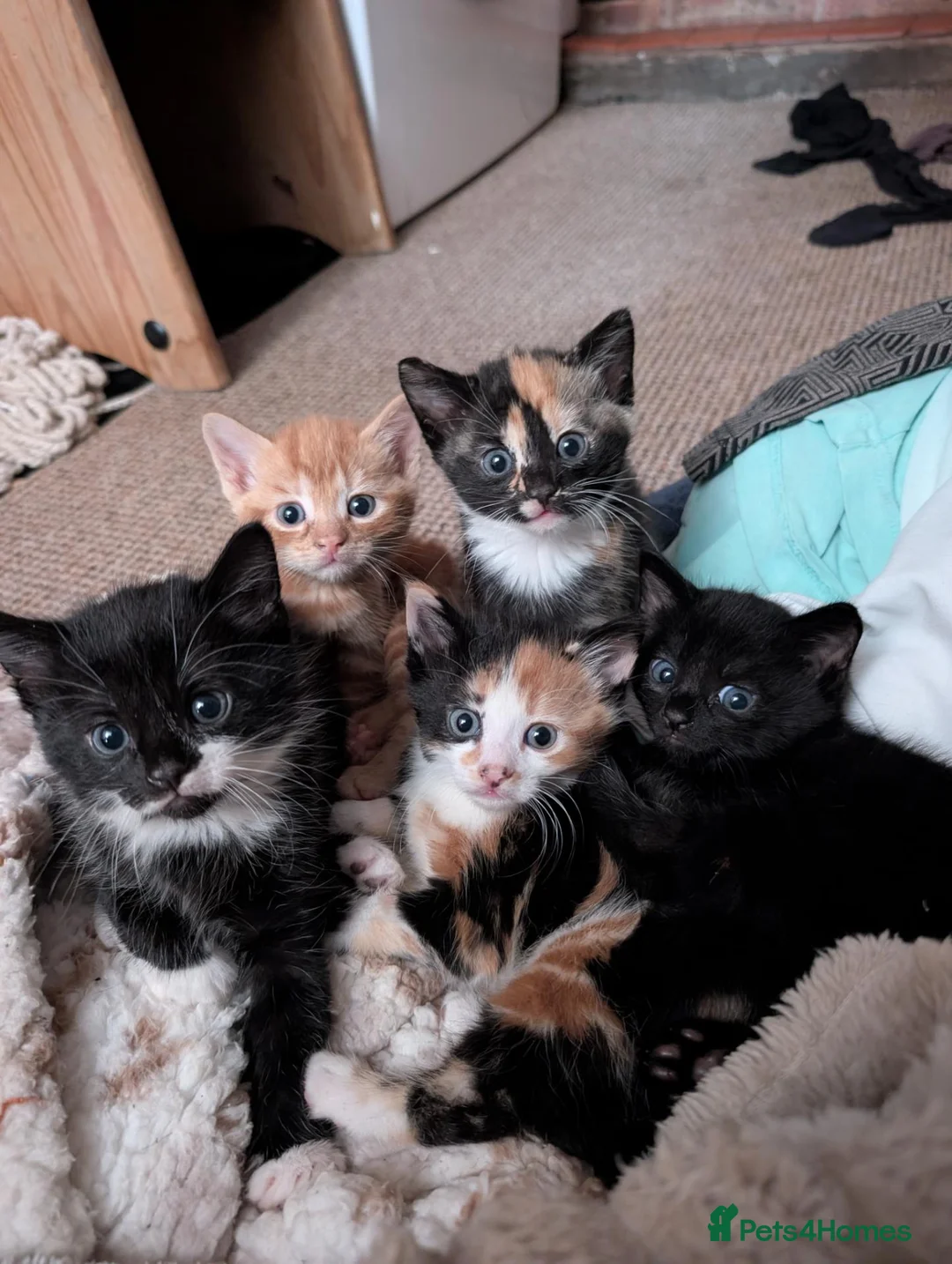 Mixed Breed cats for sale: 5 kittens looking for new homes - Advert 1