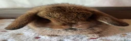 Mini Lop rabbits for sale: Various ages - Advert 14