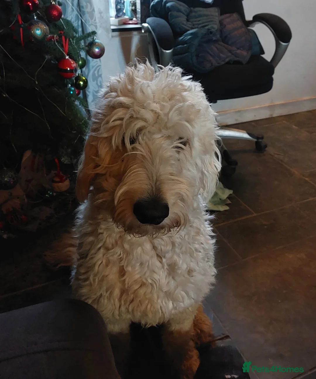 Goldendoodle dogs for sale: 2 beautiful F1 female Goldendoodle pups for sale - Advert 7