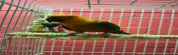 Conures birds for sale: Jenday Conure with cage  - Advert 2