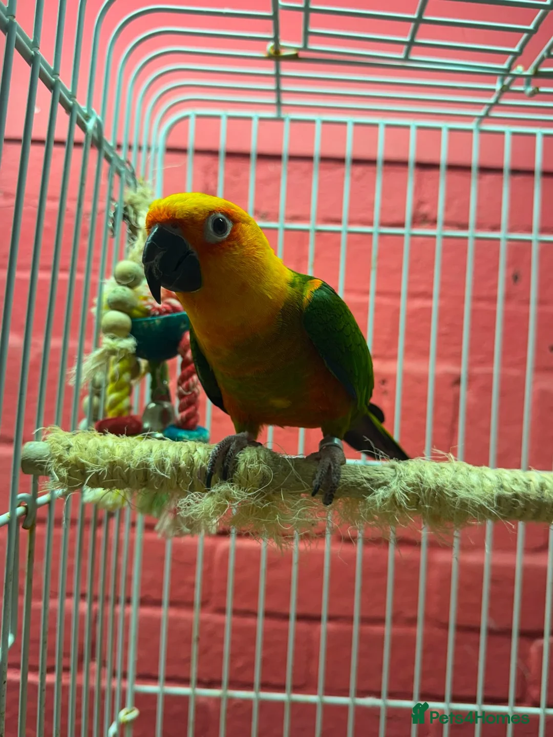 Conures birds for sale: Jenday Conure with cage  - Advert 2