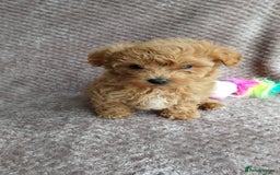 Maltipoo dogs for sale: F1 health tested toy (Asian) maltipoos🩷🩷 - Image 15