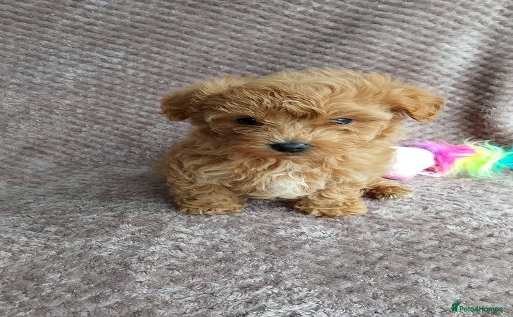 Maltipoo dogs - Advert 4