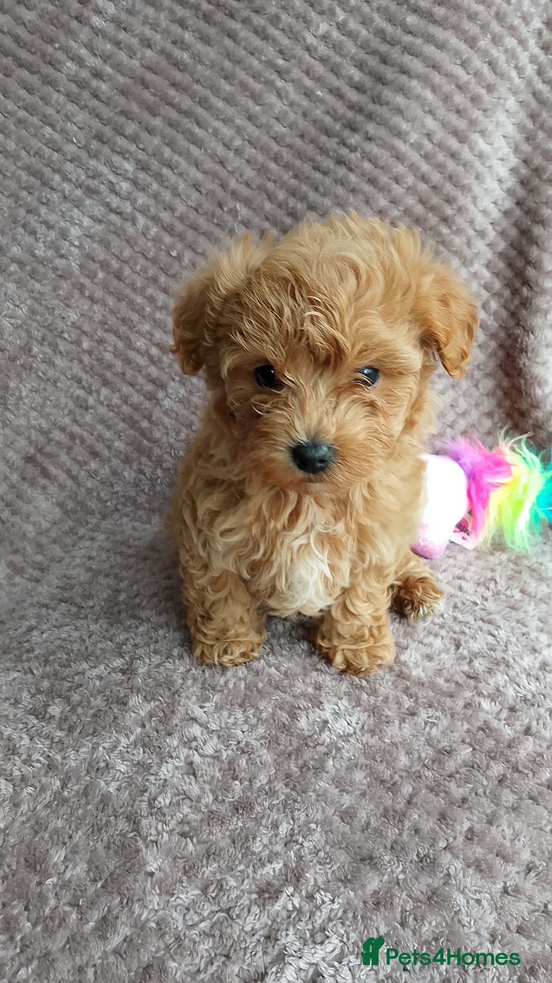 Maltipoo dogs for sale: F1 health tested toy (Asian) maltipoos🩷🩷 - Image 15