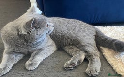 British Shorthair cats for sale: Adorable British Shorthair  - Image 5