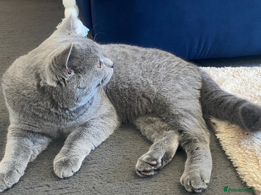 British Shorthair cats for sale: Adorable British Shorthair  - Image 5