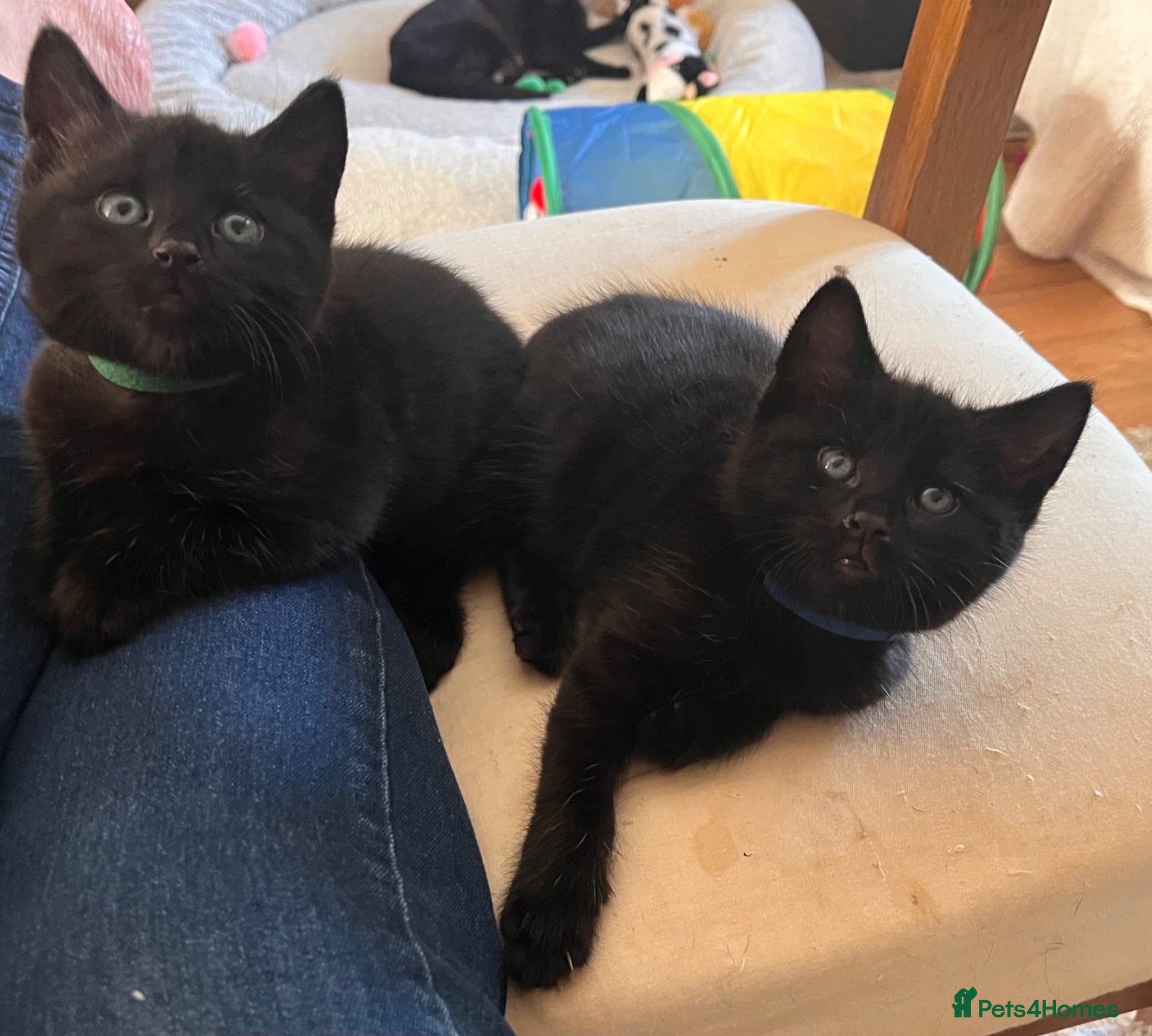 Mixed Breed cats 4 Adorable playful black kittens. Litter trained  - Advert 18