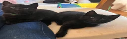 Mixed Breed cats for sale: 4 Adorable playful black kittens. Litter trained  - Advert 21