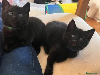 Mixed Breed cats 4 Adorable playful black kittens. Litter trained - Advert 2