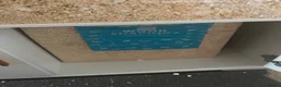 Gerbil rodents for sale: Gerbils (FEMALE) x2 in Thetford - Advert 6
