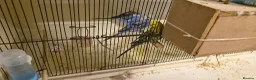 Budgerigars birds for sale: 3 Budgies & Lovebird Pair for Sale – 1 Year Old  - Advert 7