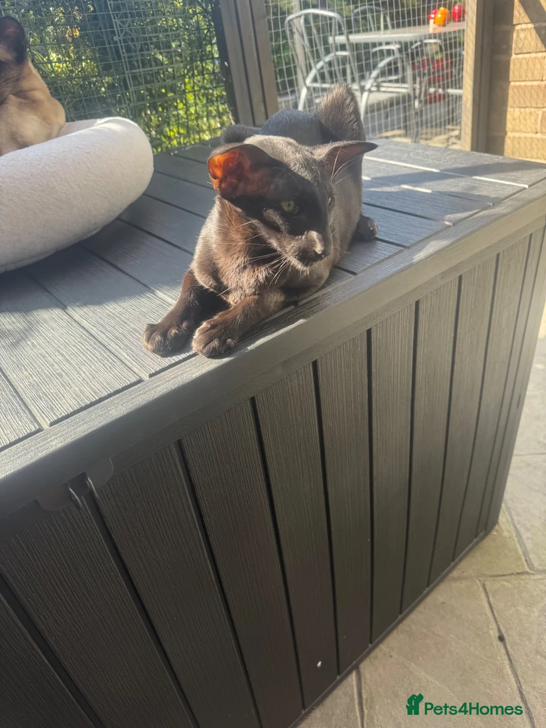 Oriental cats for sale: Stunning black oriental Gccf registered girl  - Advert 4