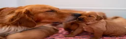 Golden Retriever dogs for sale: KC reg working golden retriever boys  - Advert 3