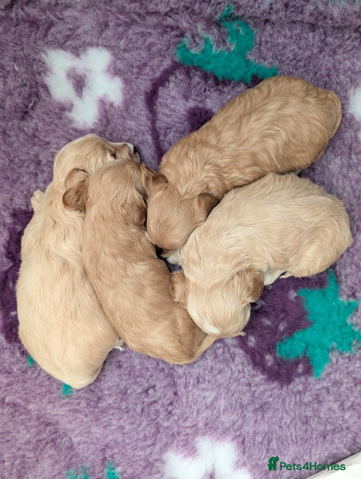 Maltipoo dogs LAST F1 Apricot & Cream Maltipoo Puppies - Advert 8