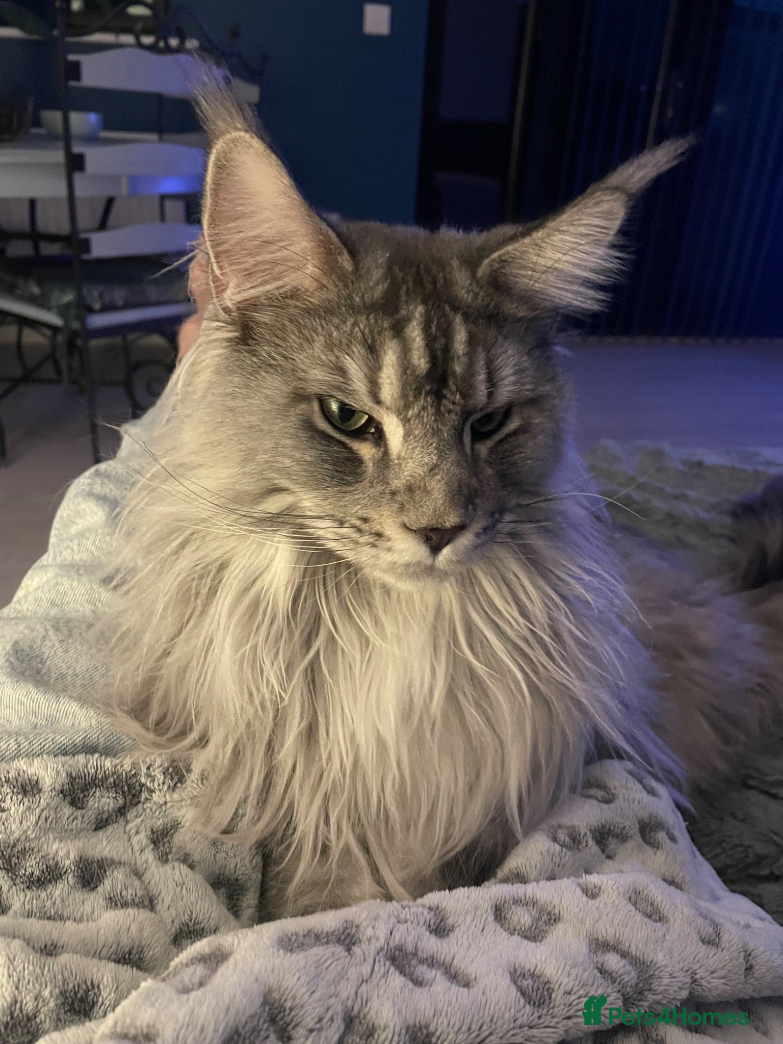 Maine Coon cats Storm - Advert 2
