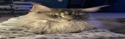 Maine Coon cats for sale: Storm in Abingdon - Advert 2