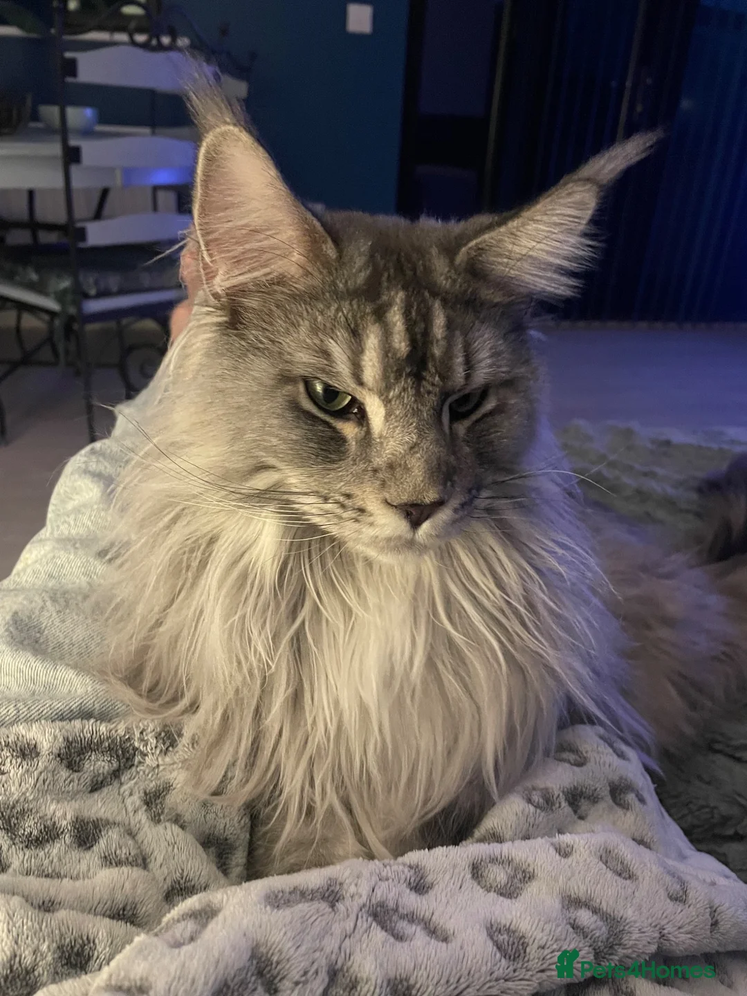 Maine Coon cats for sale: Storm in Abingdon - Advert 2