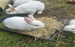 Netherland Dwarf rabbits for sale: Netherland dwarf rabbits  - Image 4