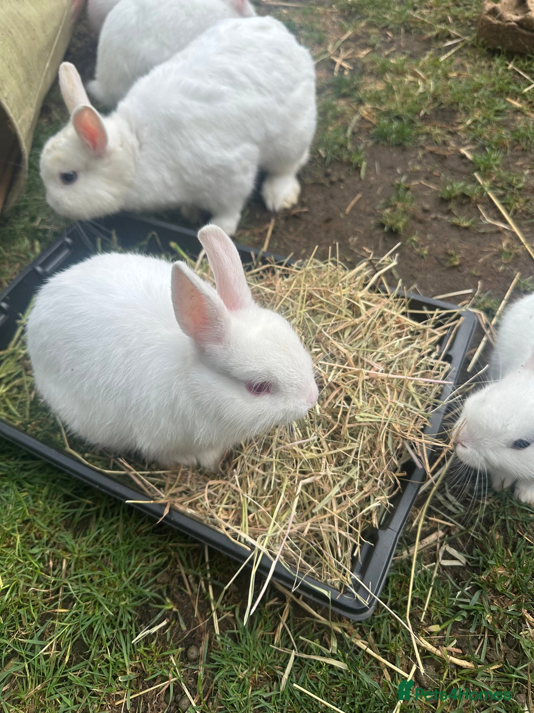 Netherland Dwarf rabbits for sale: Netherland dwarf rabbits  - Image 4