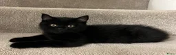 British Shorthair cats for sale: ✨ beautiful black/blue British Shorthair kittens✨ - Advert 5