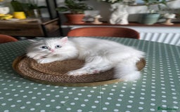Persian cats for sale: Beautiful pedigree Chinchilla Persian cat - Image 4