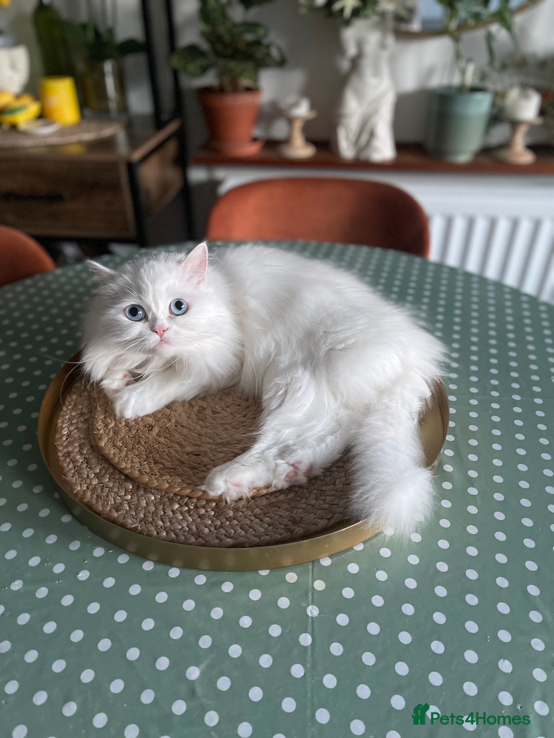 Persian cats for sale: Beautiful pedigree Chinchilla Persian cat - Image 4