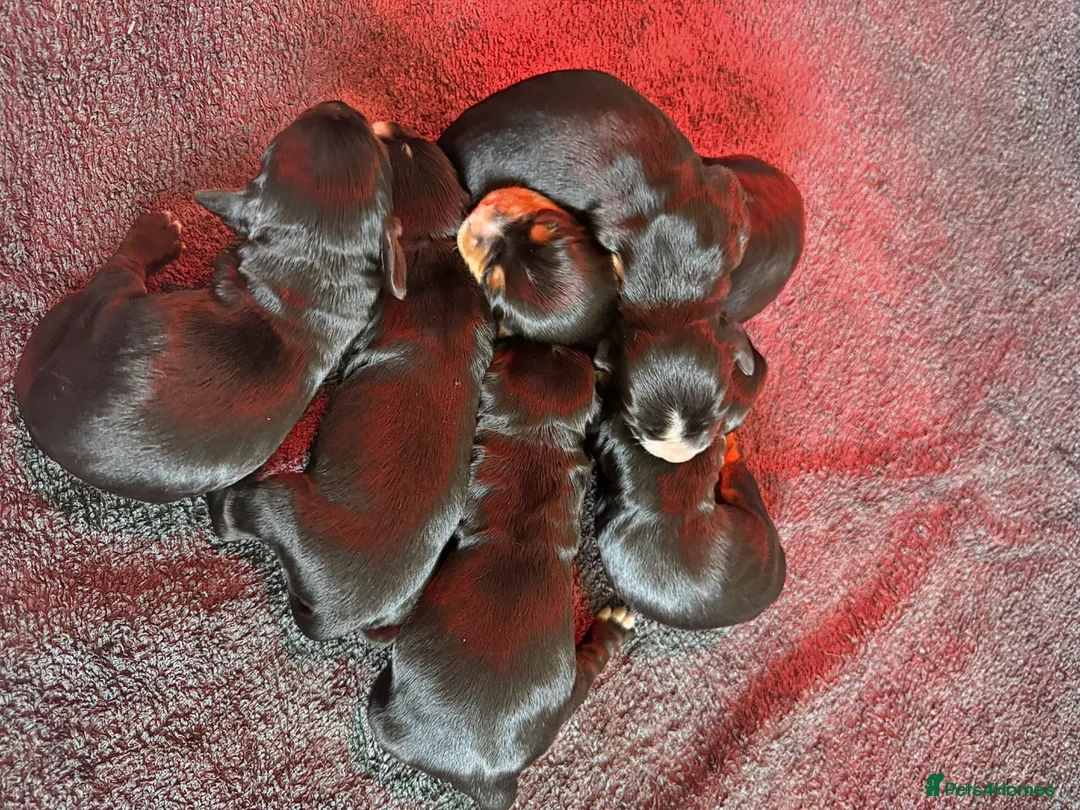 Cocker Spaniel dogs for sale: Health tested KC Working Cocker Puppies in Devizes - Advert 2