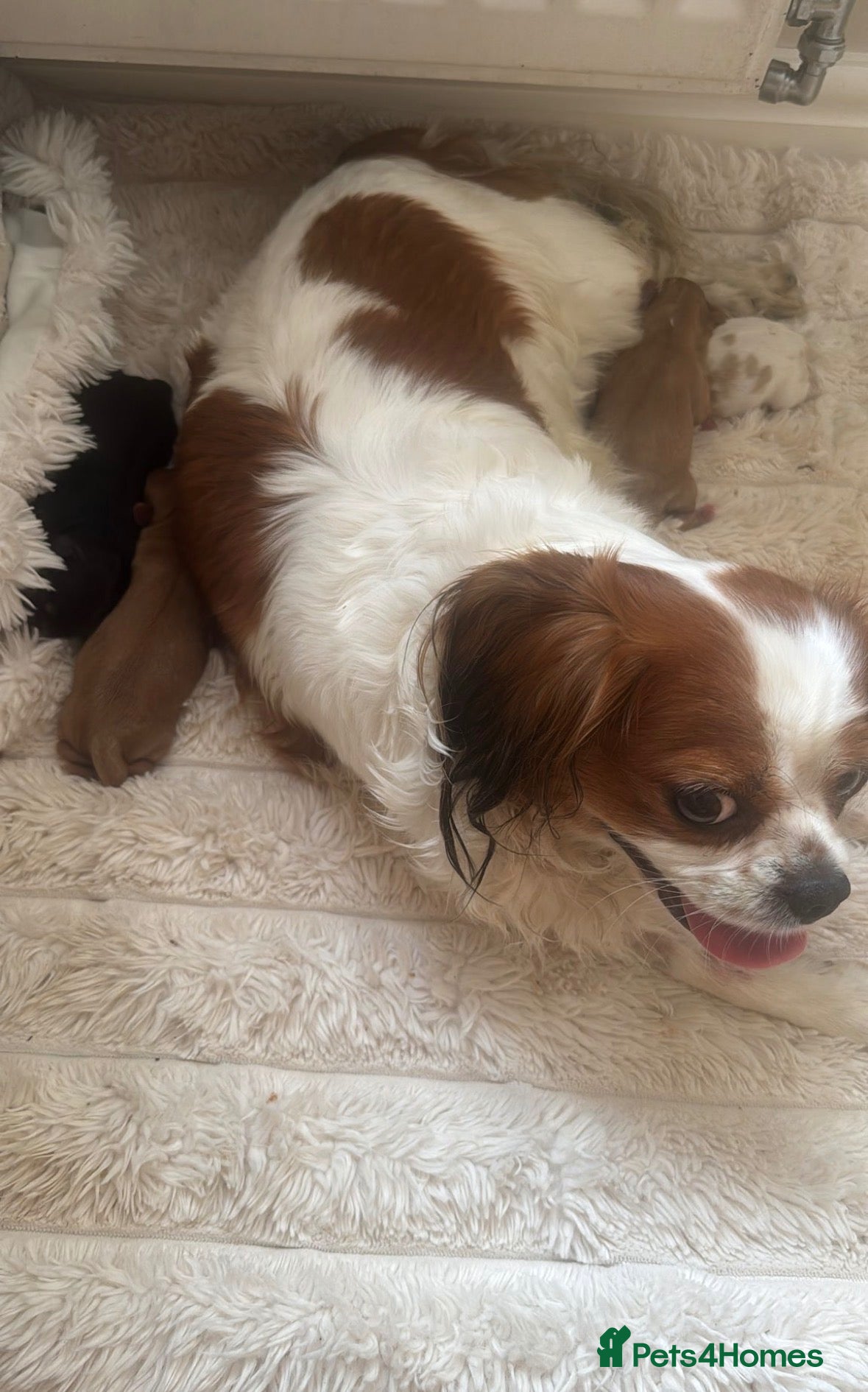 Cavalier King Charles Spaniel dogs Health tested cavalier King Charles spaniel pups - Advert 8
