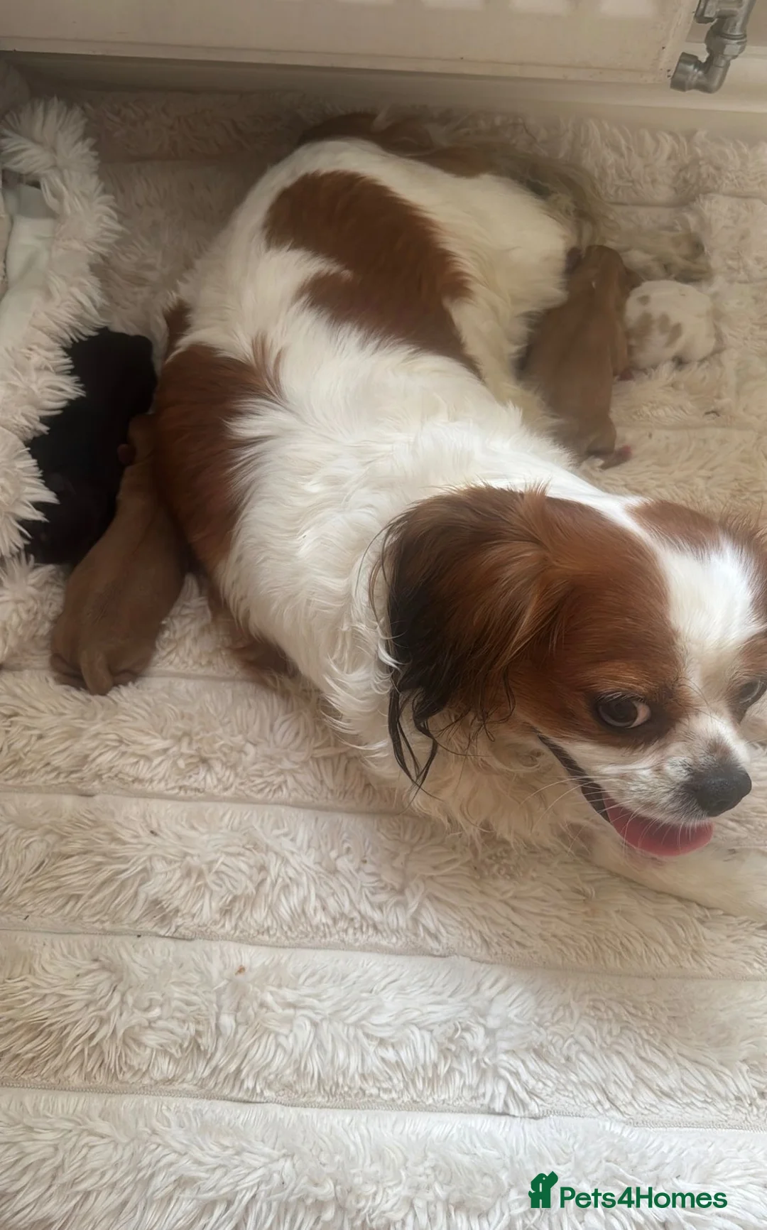 Cavalier King Charles Spaniel dogs for sale: Health tested cavalier King Charles spaniel pups - Advert 1