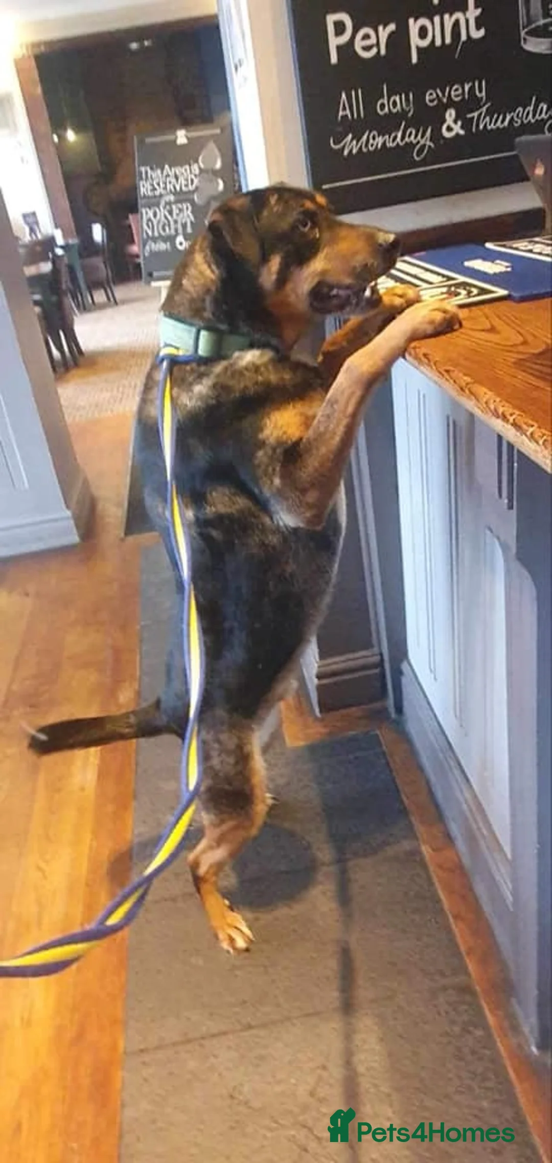 Mixed Breed dogs for adoption: Jack - Norwich Norfolk  in Norwich - Advert 16