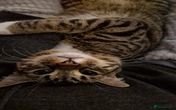 Mixed Breed cats for sale: Brown and white tabby cat - Image 7