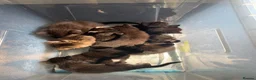 Mixed Breed cats for sale: Kittens - Advert 1