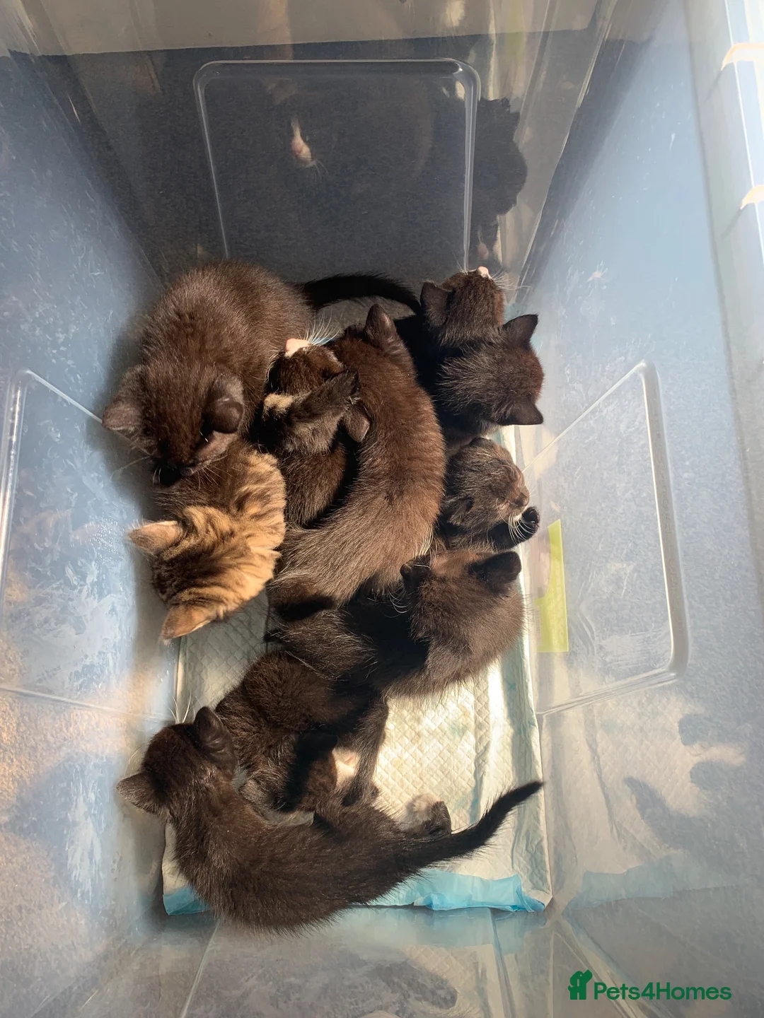 Mixed Breed cats for sale: Kittens - Advert 1