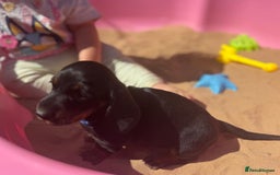 Miniature Dachshund dogs for sale: KC, PRA Clear Miniature Dachshund Puppies - Image 29