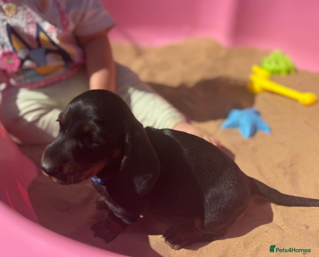 Miniature Dachshund dogs for sale: KC, PRA Clear Miniature Dachshund Puppies - Image 29