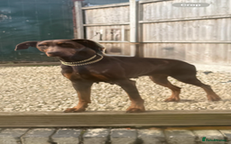 Dobermann dogs for sale: Gorgeous Black and Tan Dobermann puppies  - Image 9