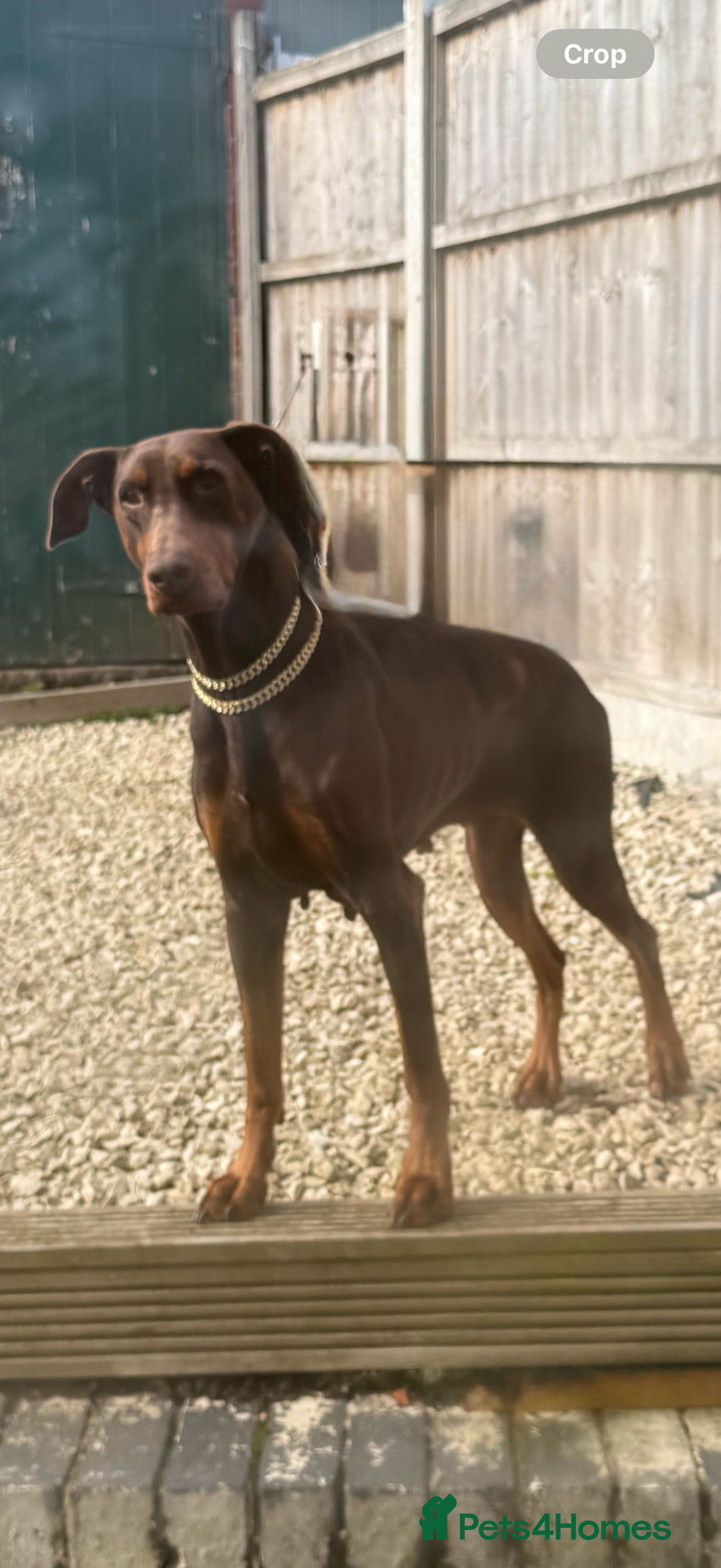 Dobermann dogs for sale: Gorgeous Black and Tan Dobermann puppies  - Image 9
