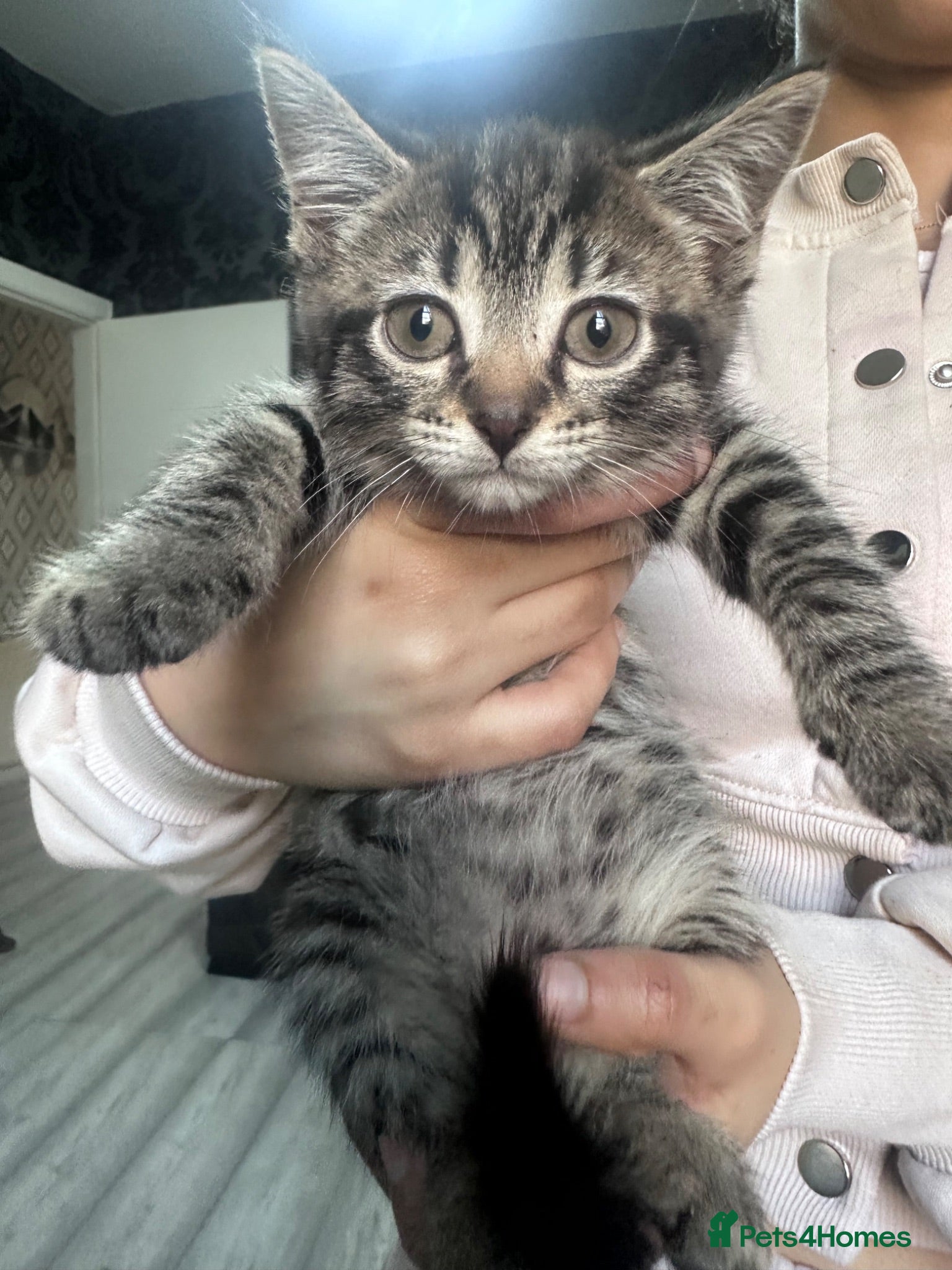 Mixed Breed cats All kittens and mother for sale  - Advert 3