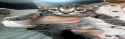 Mixed Breed cats for sale: All kittens and mother for free  - Advert 1