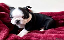 Boston Terrier dogs for sale: Boston Terrier pups for sale Scotland - Image 9