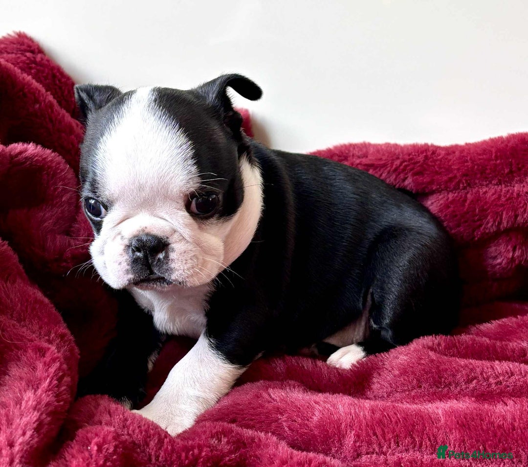 Boston Terrier dogs for sale: Boston Terrier pups for sale Scotland - Image 9